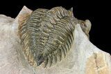 Metacanthina Trilobite - Lghaft, Morocco #153890-4
